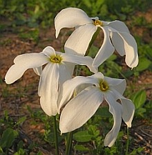 Autumn narcissi in south-west Iberia